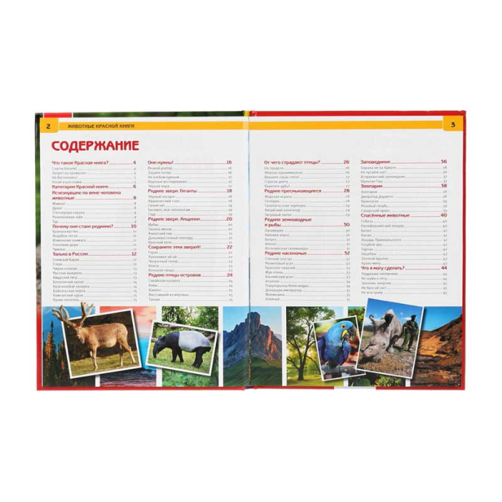 Энциклопедия Умка Животные красной книги - А4 - 48 страниц Энциклопедия Умка Животные красной книги - А4 - 48 страниц